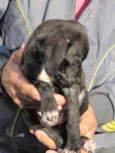 pantera negra