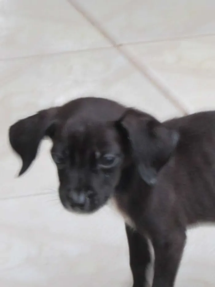 Cachorro ra a SRD idade Abaixo de 2 meses nome pantera negra