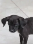 pantera negra