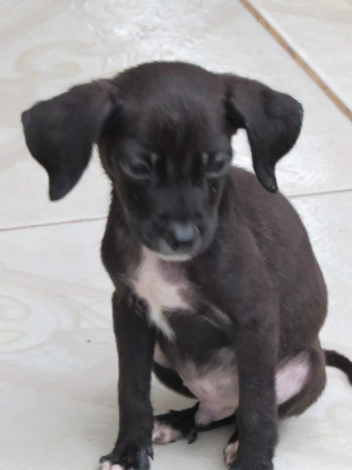 Cachorro ra a SRD idade Abaixo de 2 meses nome pantera negra