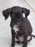 pantera negra