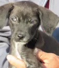 pantera negra