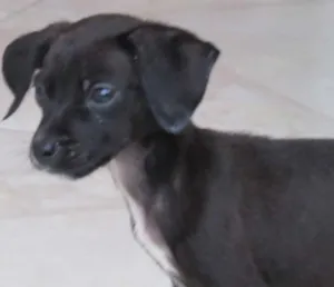 Cachorro raça SRD idade Abaixo de 2 meses nome pantera negra