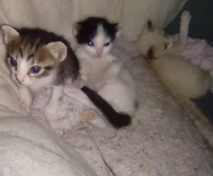 Gato raça  idade Abaixo de 2 meses nome Xirra,Xena,Ceará