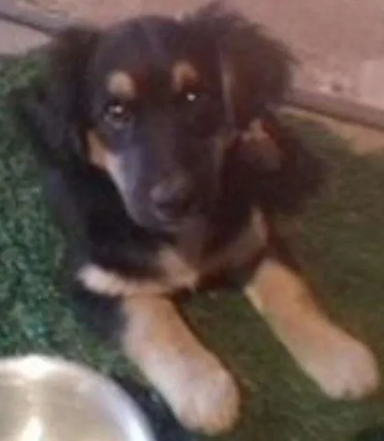 Cachorro ra a SRD idade 2 a 6 meses nome annie