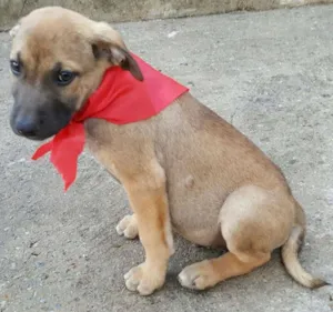 Cachorro raça SRD idade 2 a 6 meses nome ATHOS