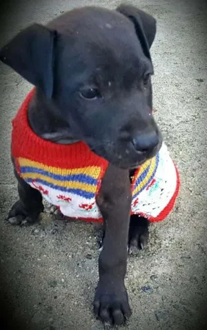 Cachorro raça SRD idade 2 a 6 meses nome KIRA