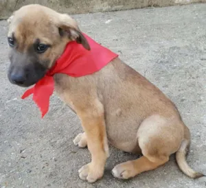 Cachorro raça SRD idade 2 a 6 meses nome ATHOS