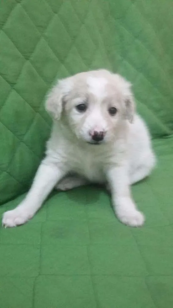 Cachorro ra a Sem raça definida idade Abaixo de 2 meses nome Não tem nome