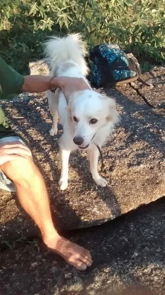 Cachorro ra a entrego em qualquer local do rj idade 1 ano nome Rio de janeiro jpa