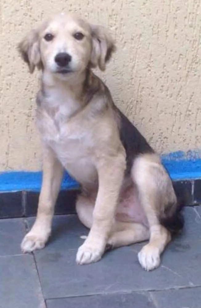 Cachorro ra a SRD idade 2 a 6 meses nome Negresco
