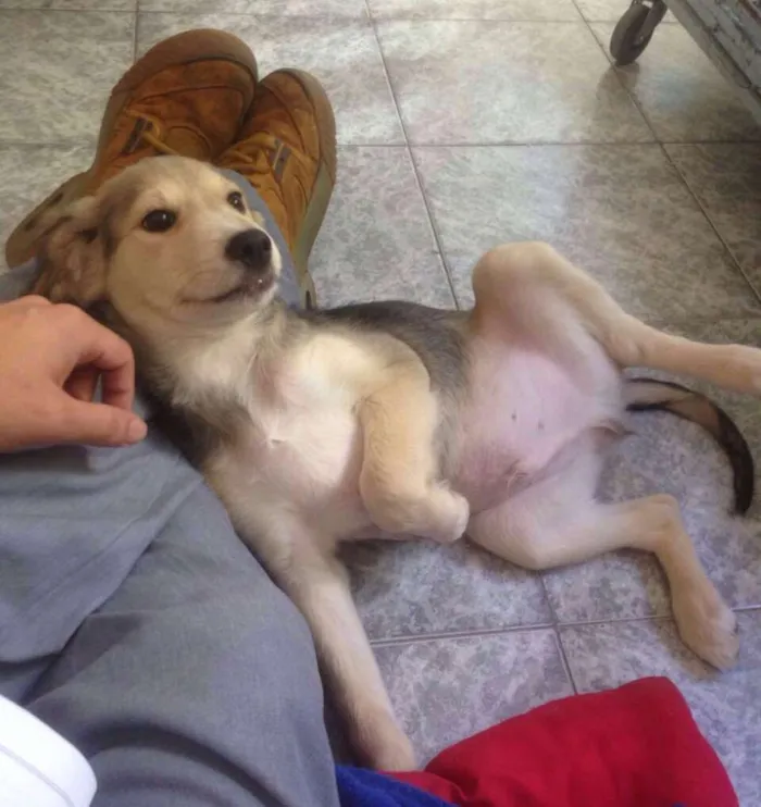 Cachorro ra a SRD idade 2 a 6 meses nome Negresco