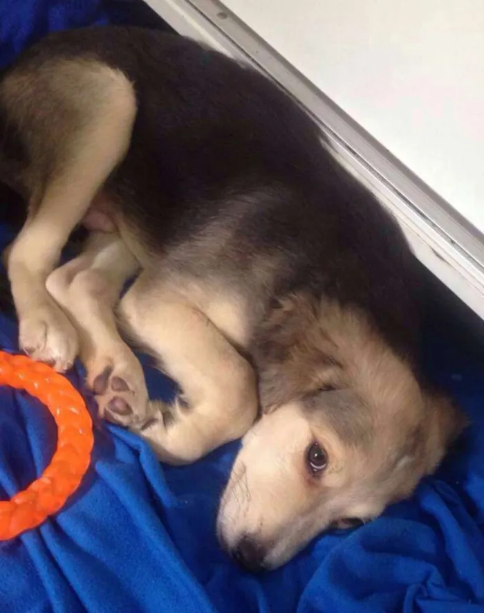 Cachorro ra a SRD idade 2 a 6 meses nome Negresco