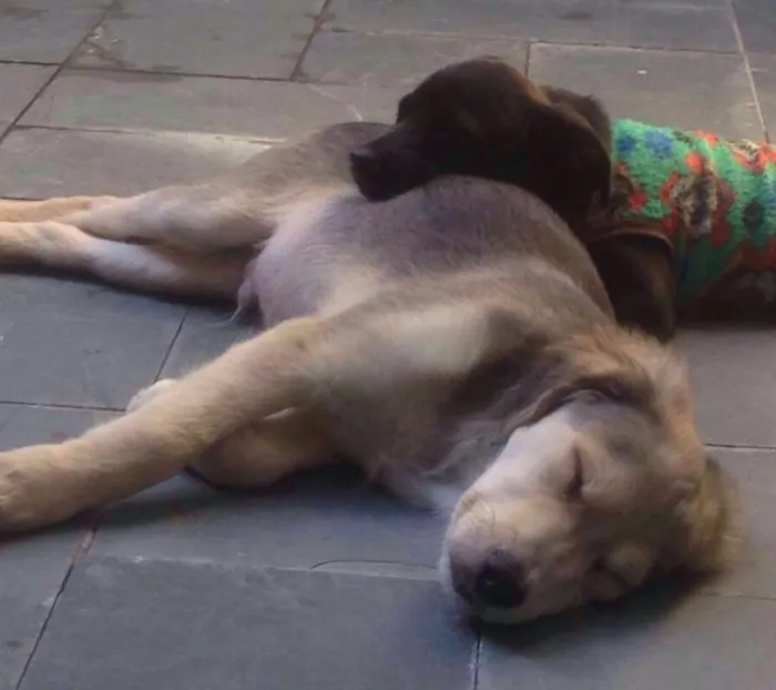 Cachorro ra a SRD idade 2 a 6 meses nome Negresco