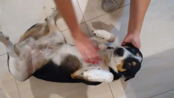 Cachorro ra a desconhecida idade 4 anos nome nao tem