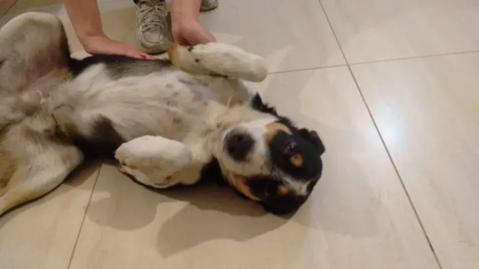 Cachorro ra a desconhecida idade 4 anos nome nao tem