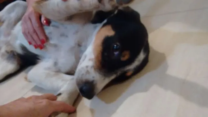 Cachorro ra a desconhecida idade 4 anos nome nao tem