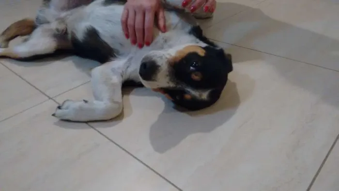 Cachorro ra a desconhecida idade 4 anos nome nao tem