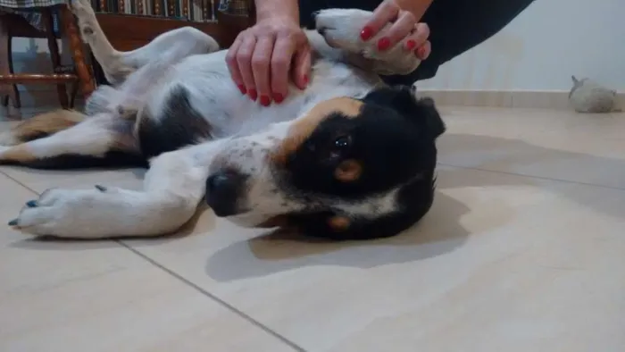 Cachorro ra a desconhecida idade 4 anos nome nao tem