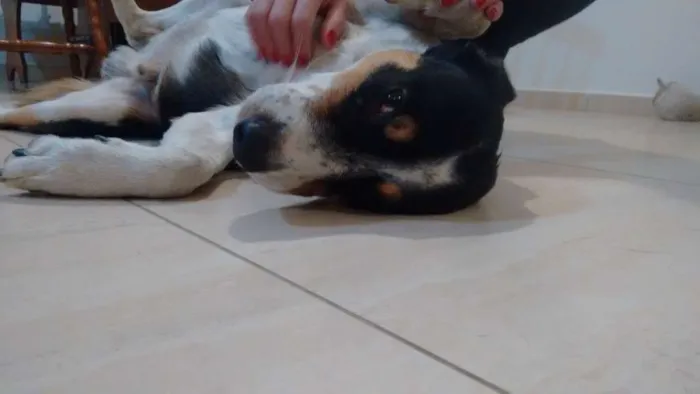 Cachorro ra a desconhecida idade 4 anos nome nao tem