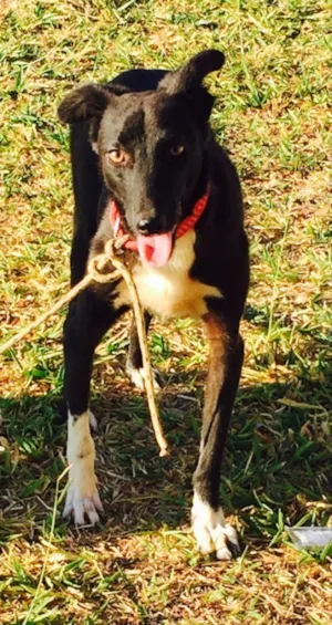 Cachorro raça SRD idade 1 ano nome Estrela