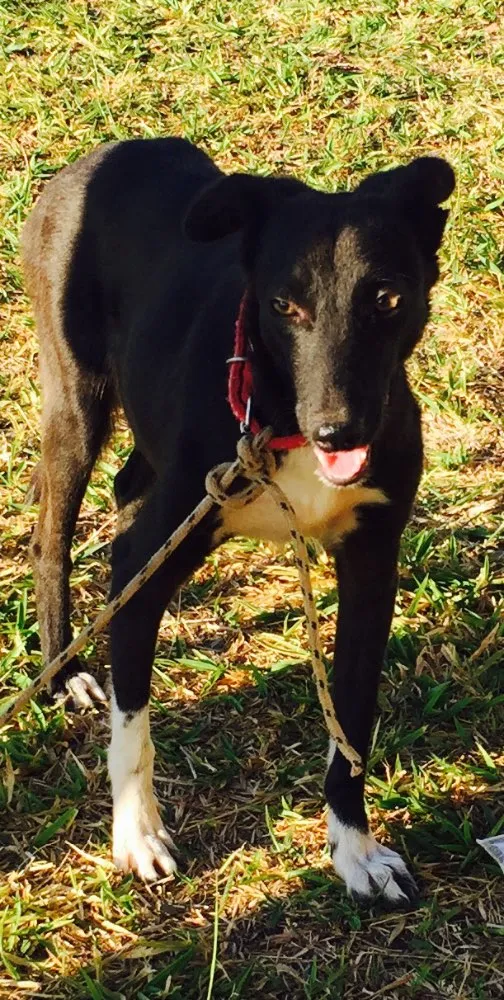 Cachorro ra a SRD idade 1 ano nome Estrela