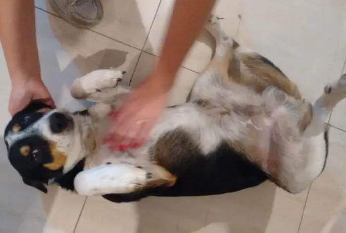 Cachorro ra a desconhecida idade 4 anos nome nao tem