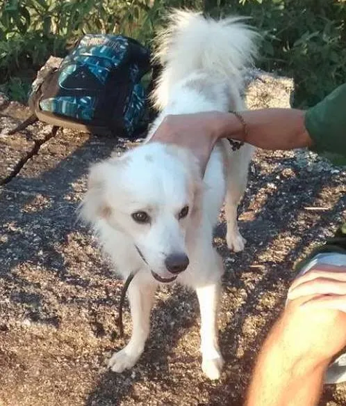 Cachorro ra a entrego em qualquer local do rj idade 1 ano nome Rio de janeiro jpa