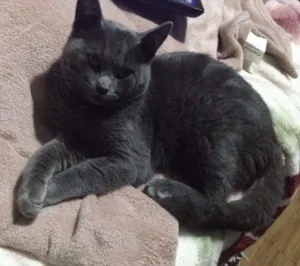 Gato raça Vira Lata idade 7 a 11 meses nome Tobynho