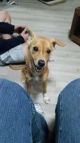 Cachorro raça SRD idade 1 ano nome BELINHA