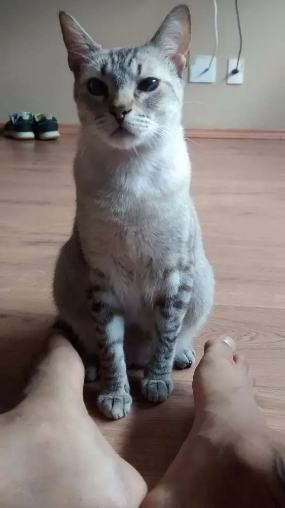 Gato ra a Siamês  idade 1 ano nome Galileu 