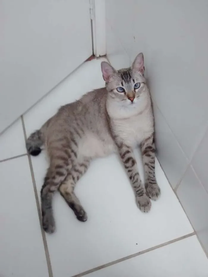 Gato ra a Siamês  idade 1 ano nome Galileu 