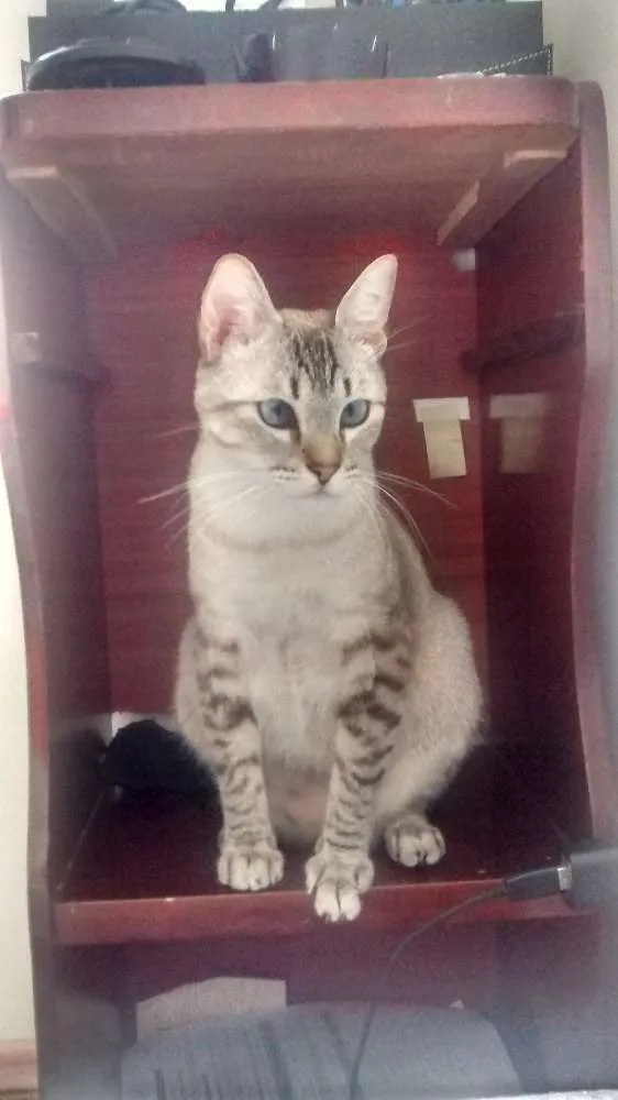 Gato ra a Siamês  idade 1 ano nome Galileu 