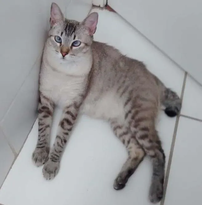 Gato ra a Siamês  idade 1 ano nome Galileu 