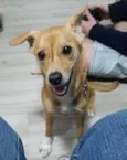 Cachorro raça SRD idade 1 ano nome BELINHA