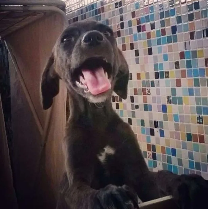 Cachorro ra a  idade 2 a 6 meses nome Pretinho