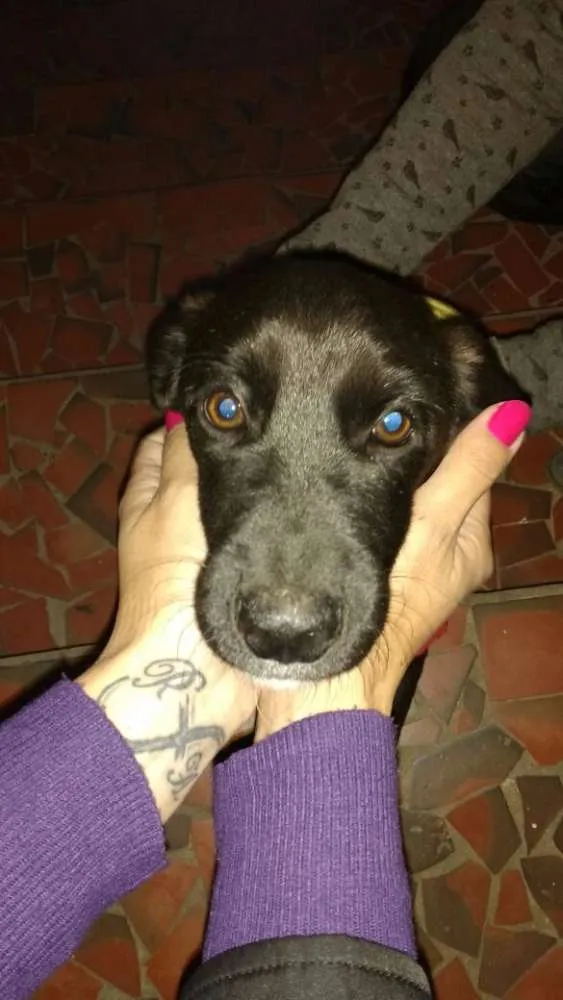 Cachorro ra a  idade 2 a 6 meses nome Pretinho
