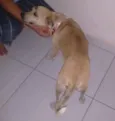 filó