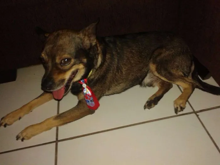 Cachorro ra a indefinida idade 6 ou mais anos nome Skoob
