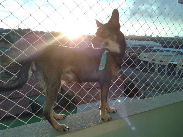 Cachorro ra a indefinida idade 6 ou mais anos nome Skoob