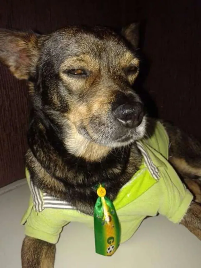 Cachorro ra a indefinida idade 6 ou mais anos nome Skoob