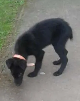 Cachorro ra a SRD idade 2 a 6 meses nome Lunna