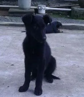 Cachorro ra a SRD idade 2 a 6 meses nome Lunna