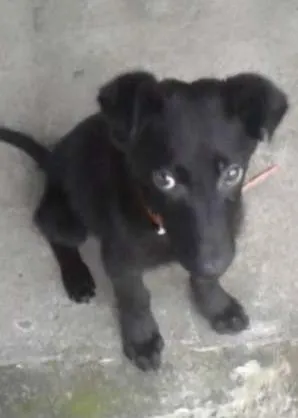 Cachorro ra a SRD idade 2 a 6 meses nome Lunna