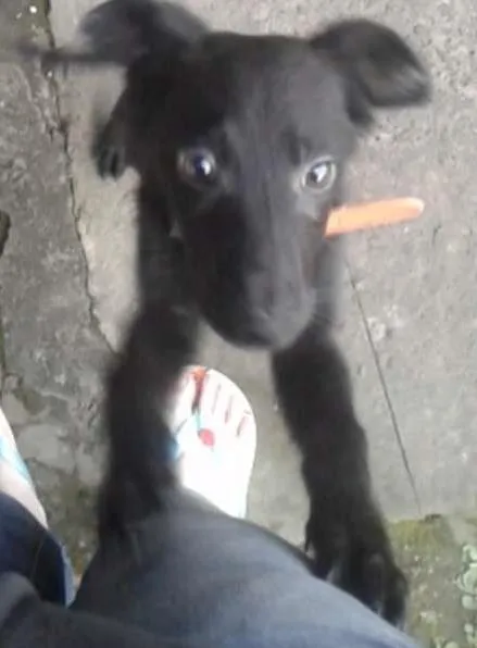 Cachorro ra a SRD idade 2 a 6 meses nome Lunna
