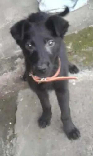 Cachorro ra a SRD idade 2 a 6 meses nome Lunna