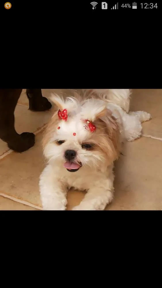 Cachorro ra a Shih-tzu idade 4 anos nome Molly 