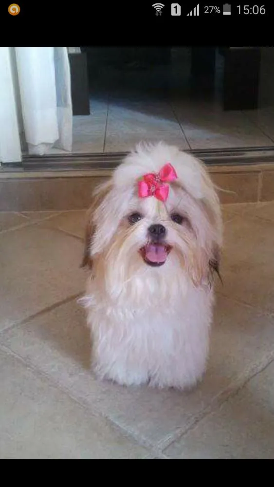 Cachorro ra a Shih-tzu idade 4 anos nome Molly 