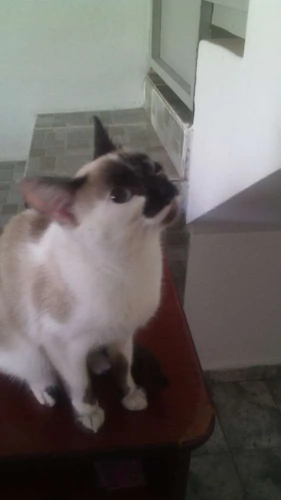 Gato ra a mestiça idade 2 a 6 meses nome Bia