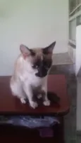 Bia
